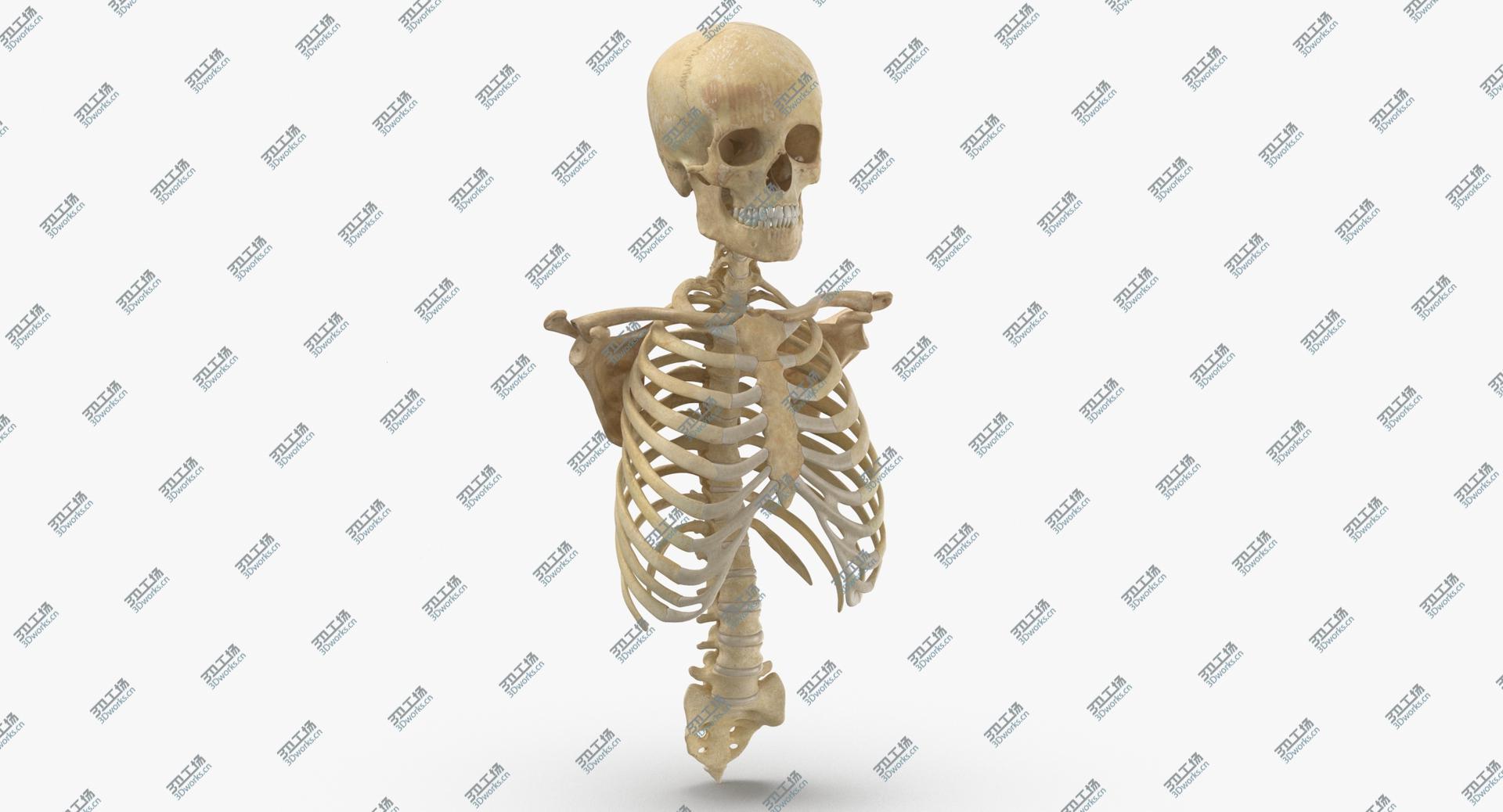 images/goods_img/202104022/Human Rib Cage Spine Female Skull Calvicle and Scapula Bones With Intervertibral Disks Anatomy 01 3D model/2.jpg